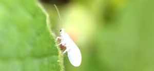 uploads/images/pest/okra white fly.jpg